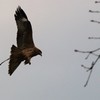 鳶②