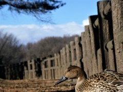 私もたまには主役に