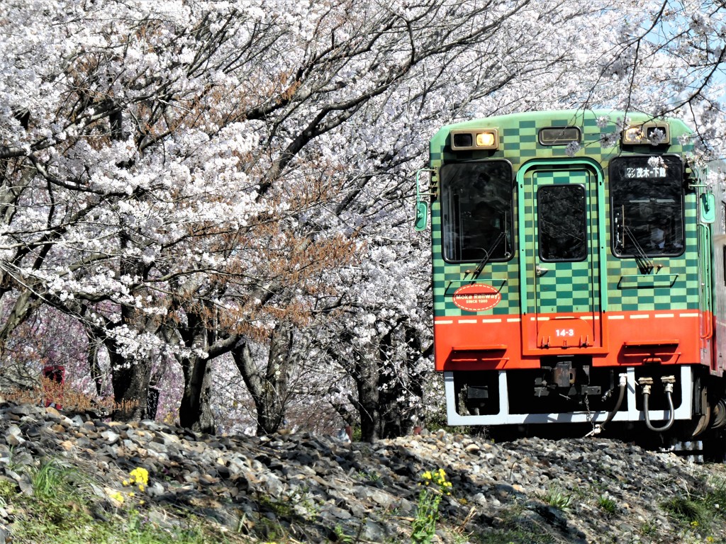 桜のトンネル潜って