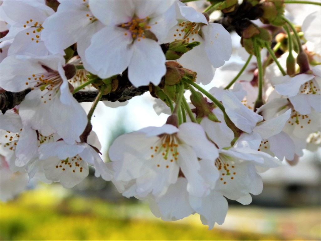 桜・菜の花