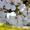 桜・菜の花