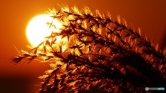 夕陽