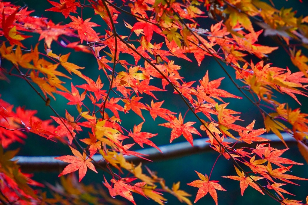 もみじ狩り