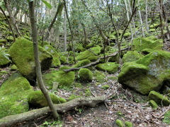 苔だらけ