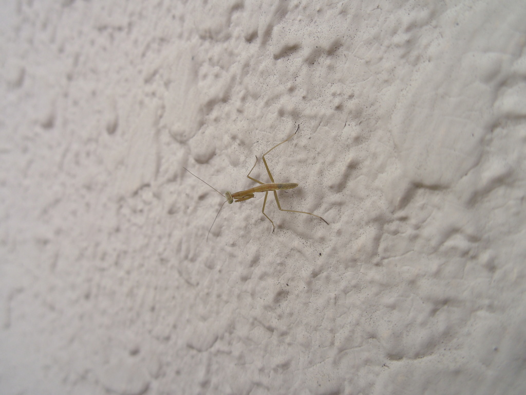 幼いカマキリ