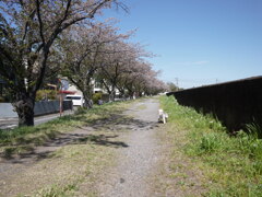 白い犬の冒険