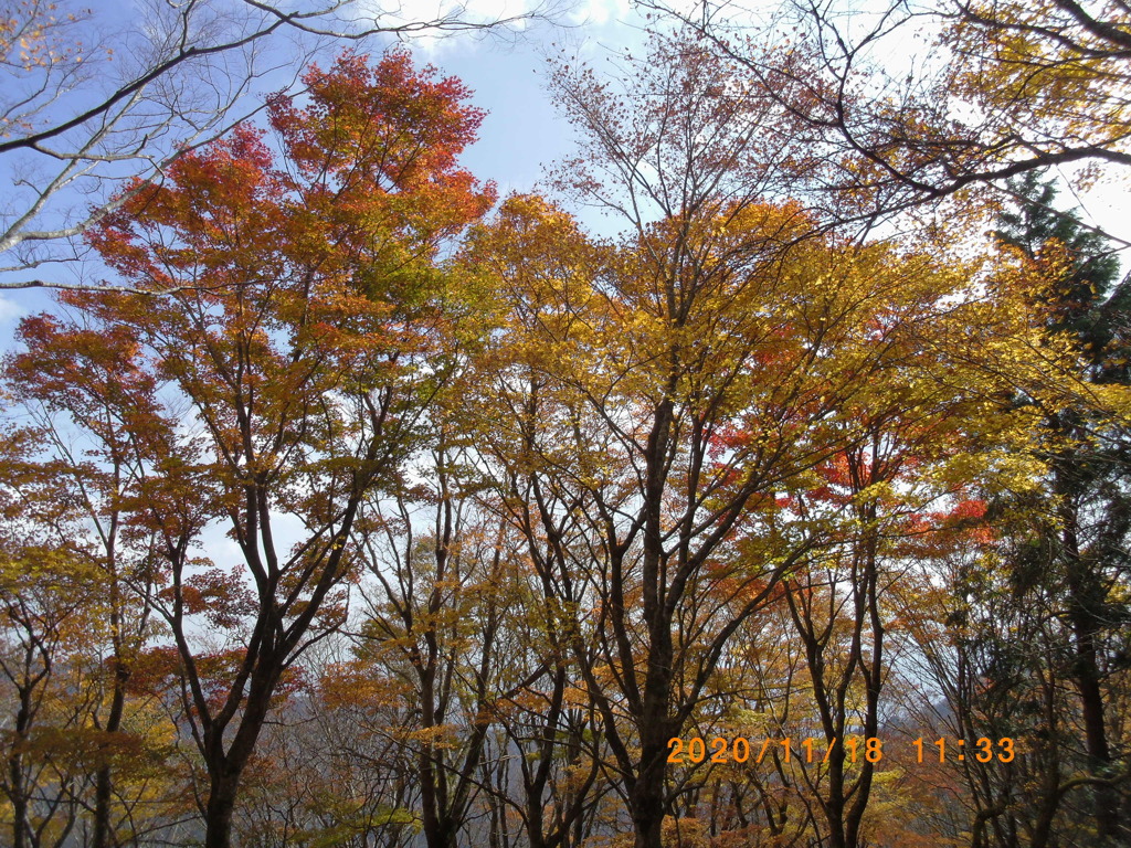 紅葉　鍋割山にて