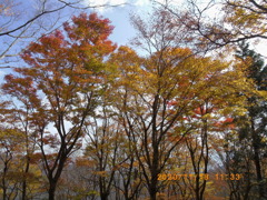 紅葉　鍋割山にて
