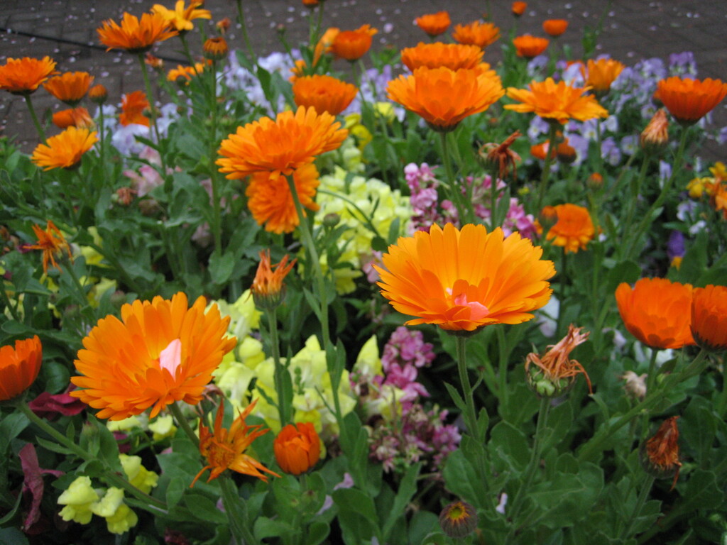 近所の花壇で①