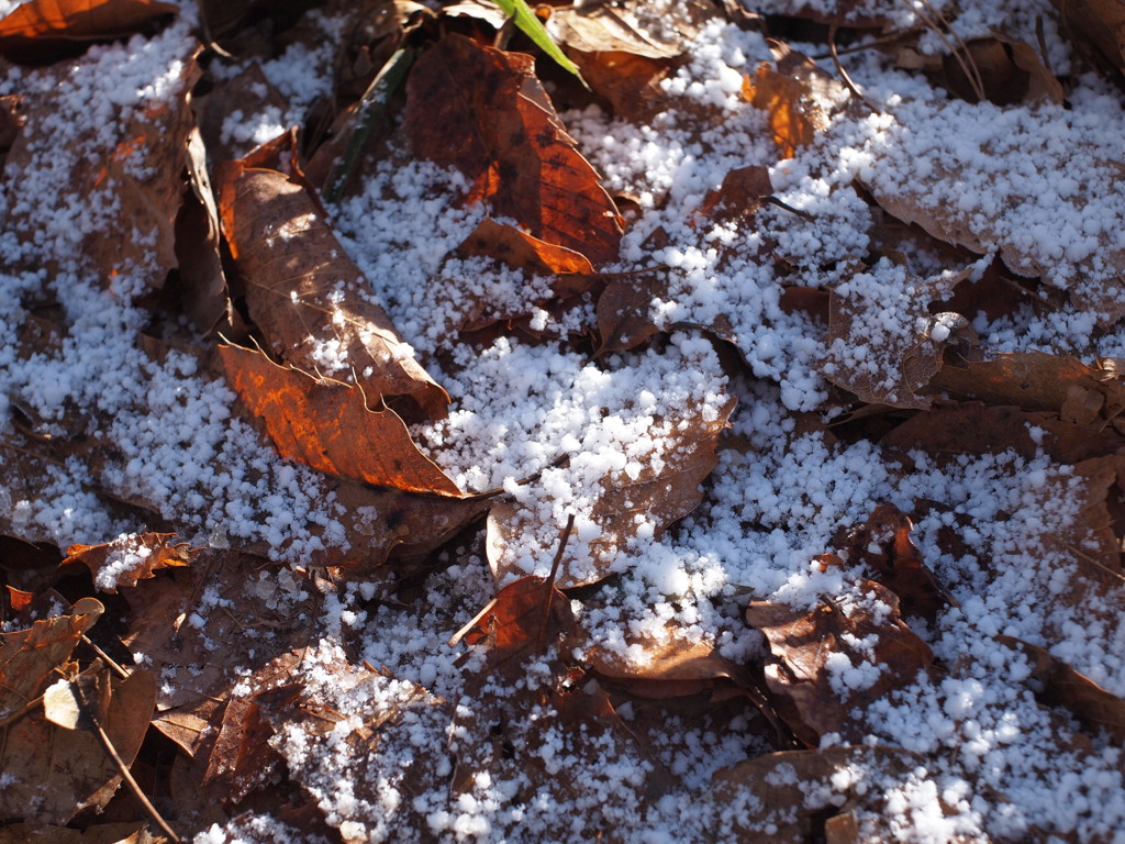 宝登山の雪