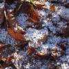 宝登山の雪