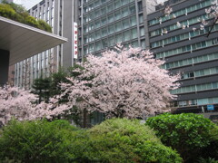 雨の京橋にて