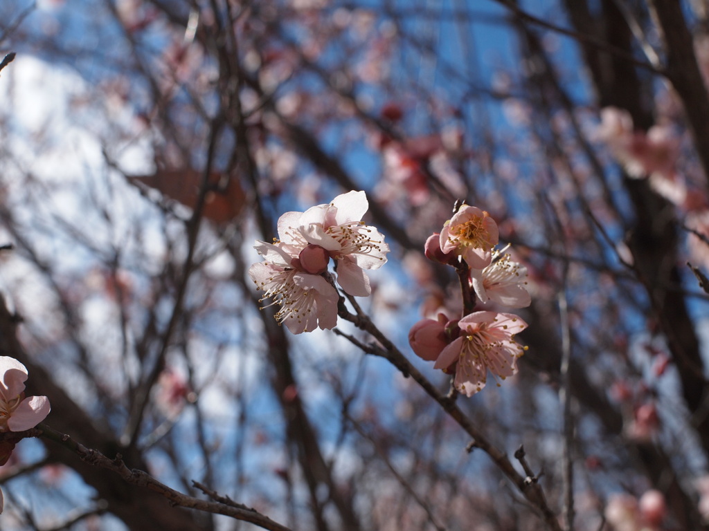梅の花
