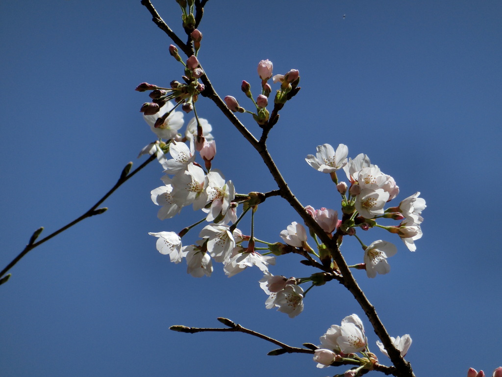 桜ももうすぐ