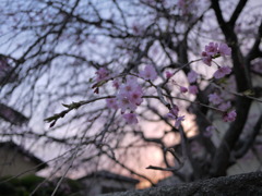 夕焼けと枝垂れ桜
