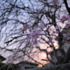 夕焼けと枝垂れ桜