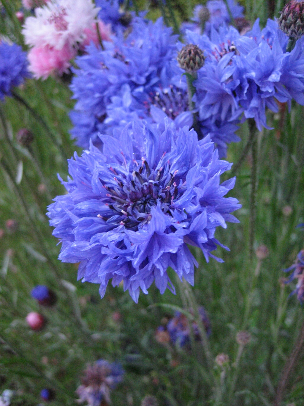 公園の花壇にて③