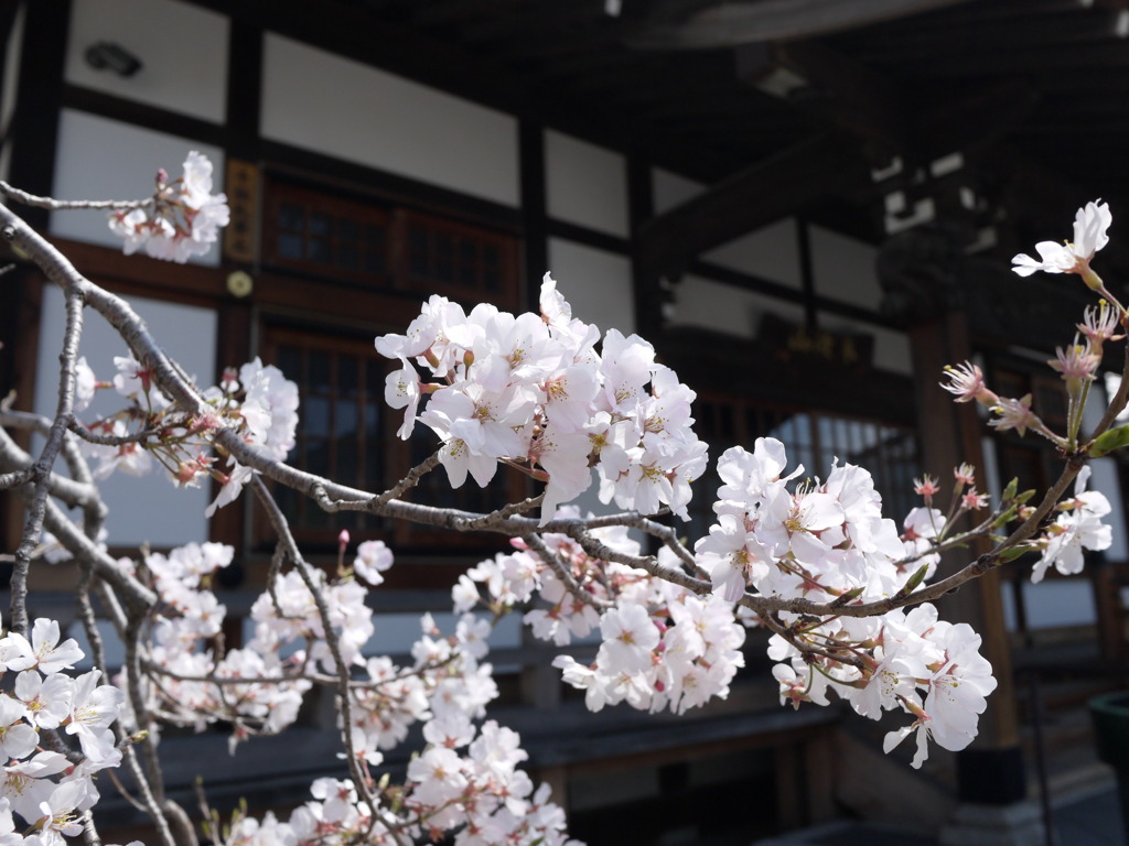 桜①