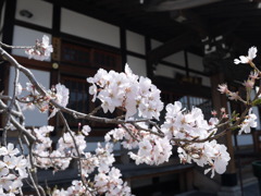 桜①