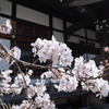 桜①