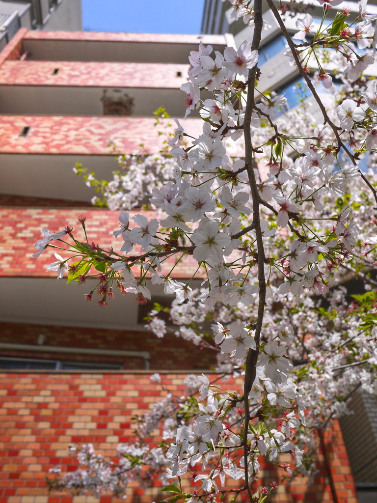元気な桜