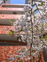 元気な桜