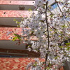 元気な桜