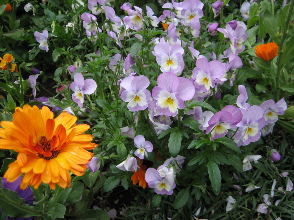 近所の花壇で⑤