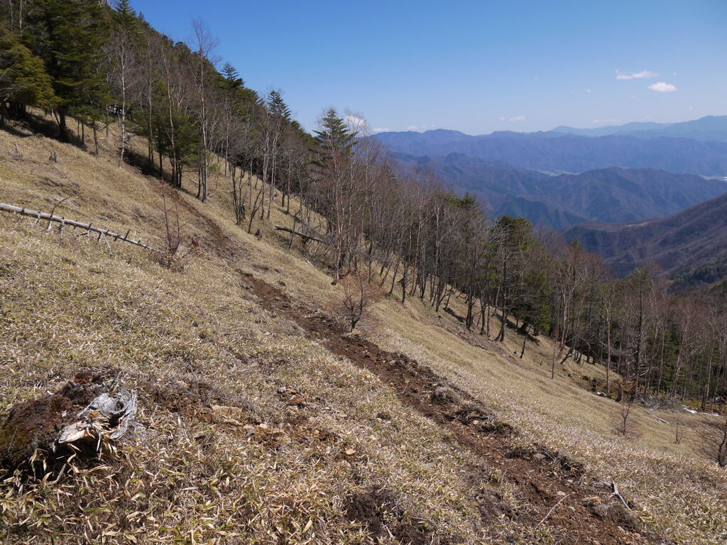 下山途中の笹道