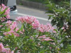 ピンクのキョウチクトウの花