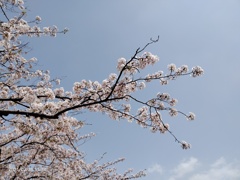 桜と青空