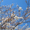 お花見3