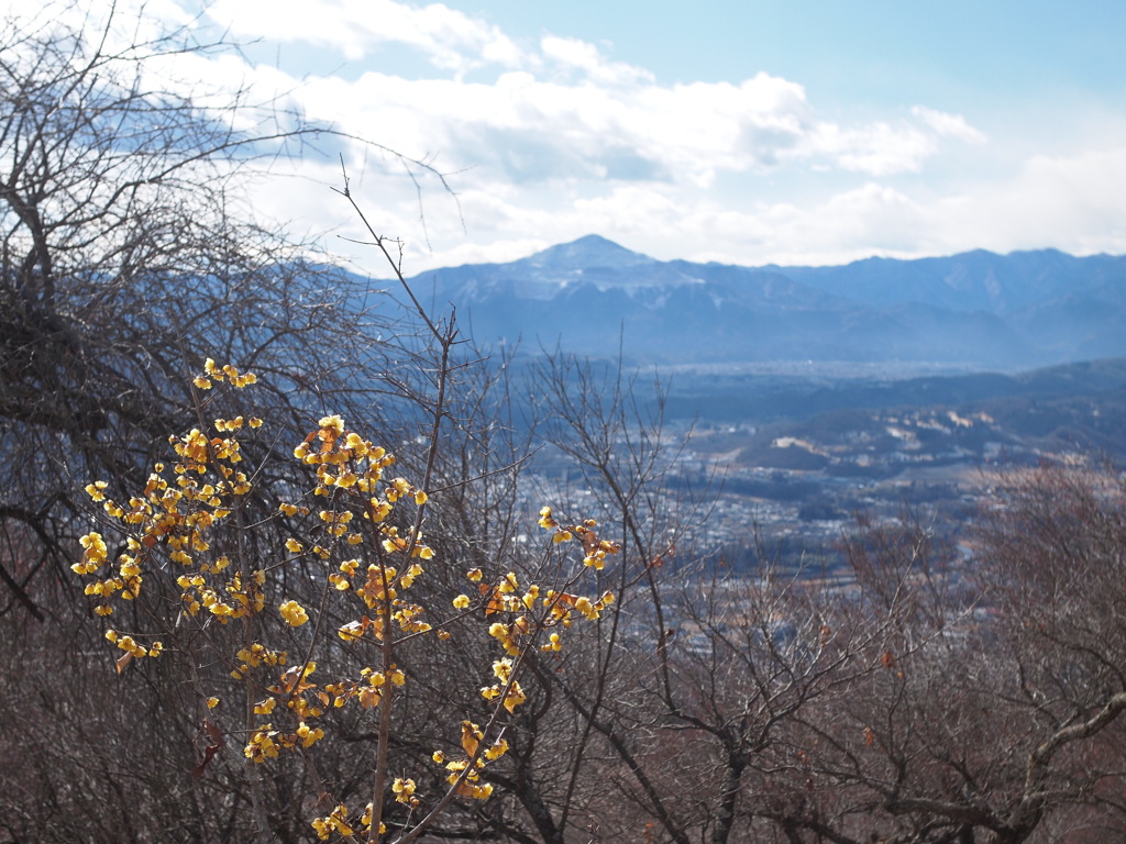 蝋梅と武甲山