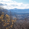 蝋梅と武甲山