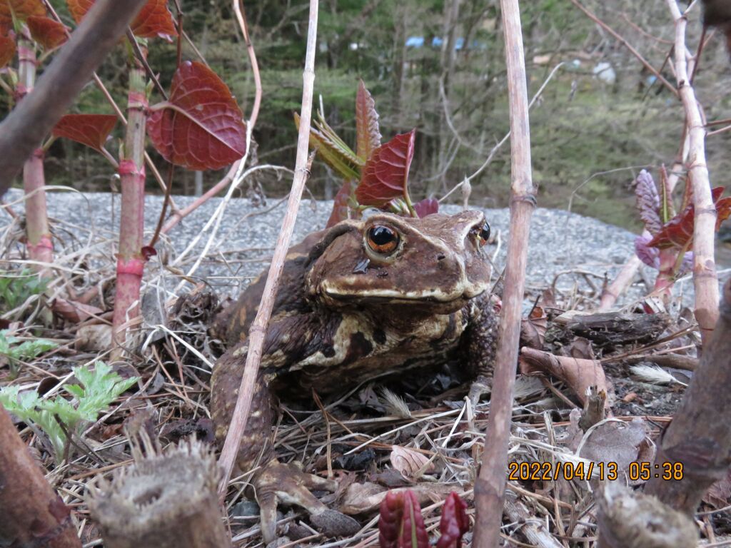 ヒキガエル