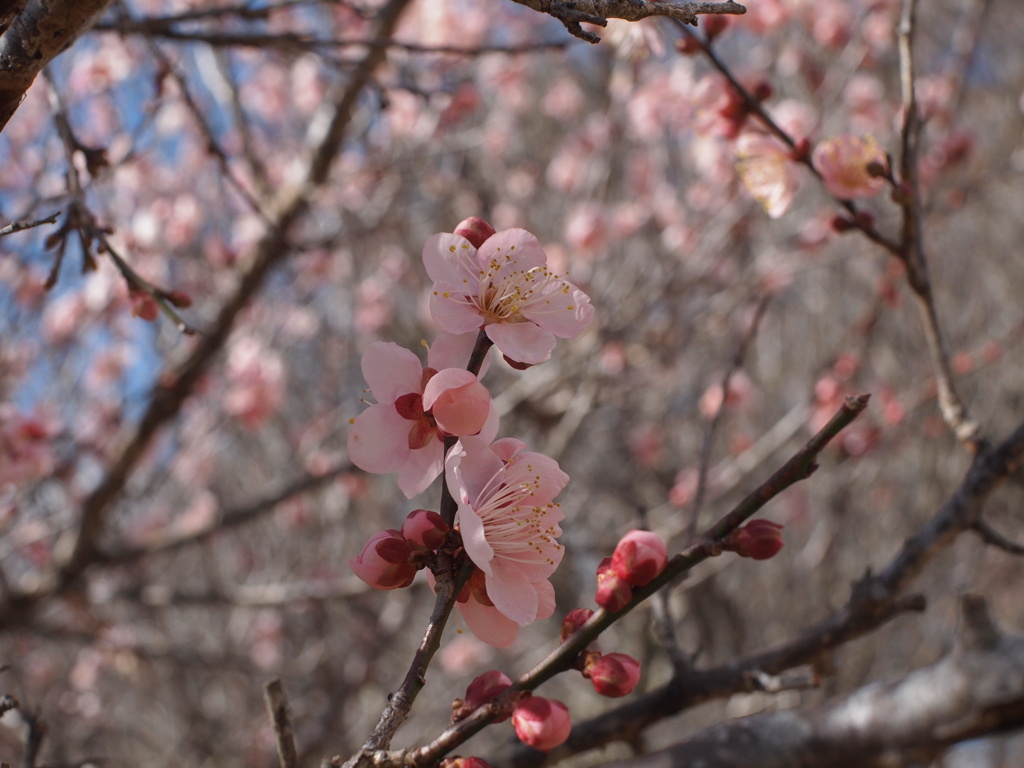 梅の花