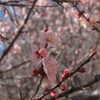 梅の花