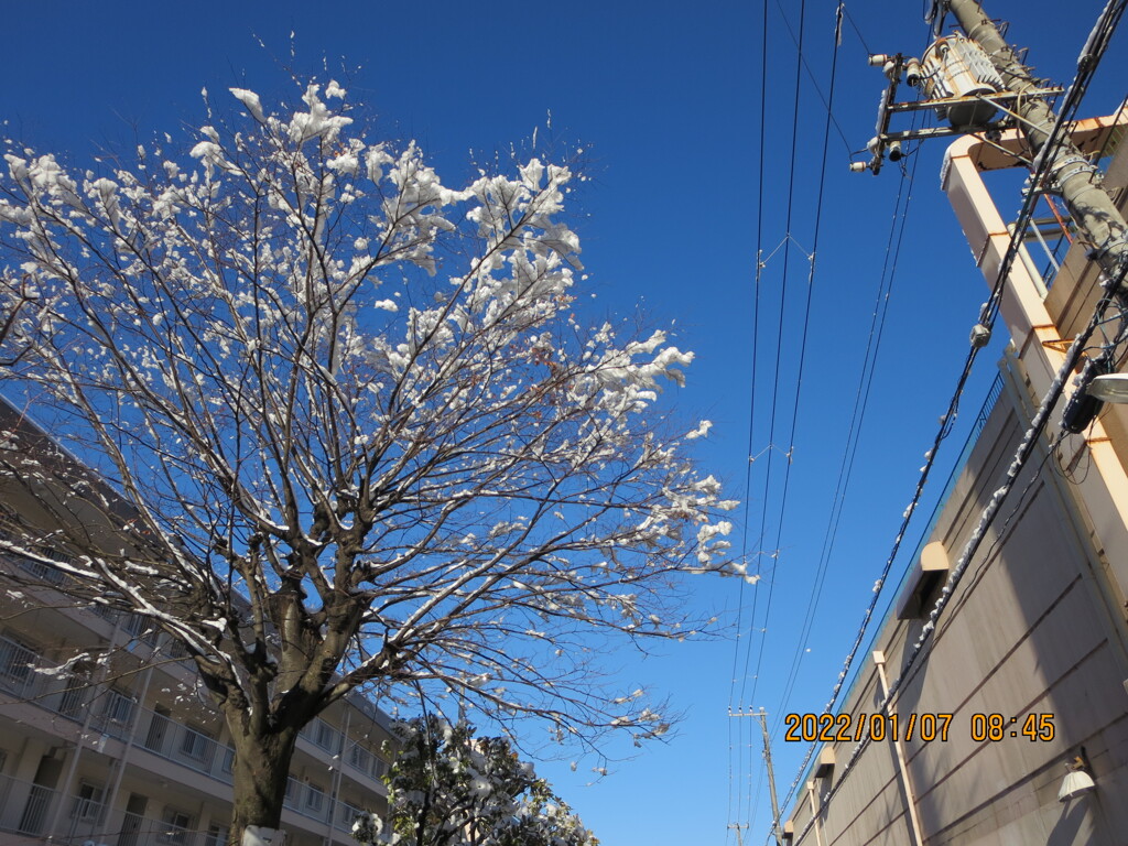 降雪の翌日