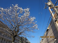 降雪の翌日