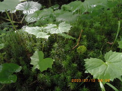 苔の群生②