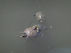 泳ぐカメ