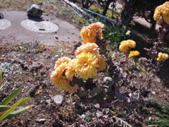 春を待つ菊