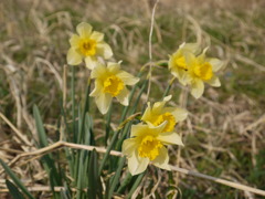 河原の黄色いスイセン