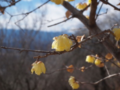 宝登山の蝋梅