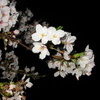 夜桜見物②
