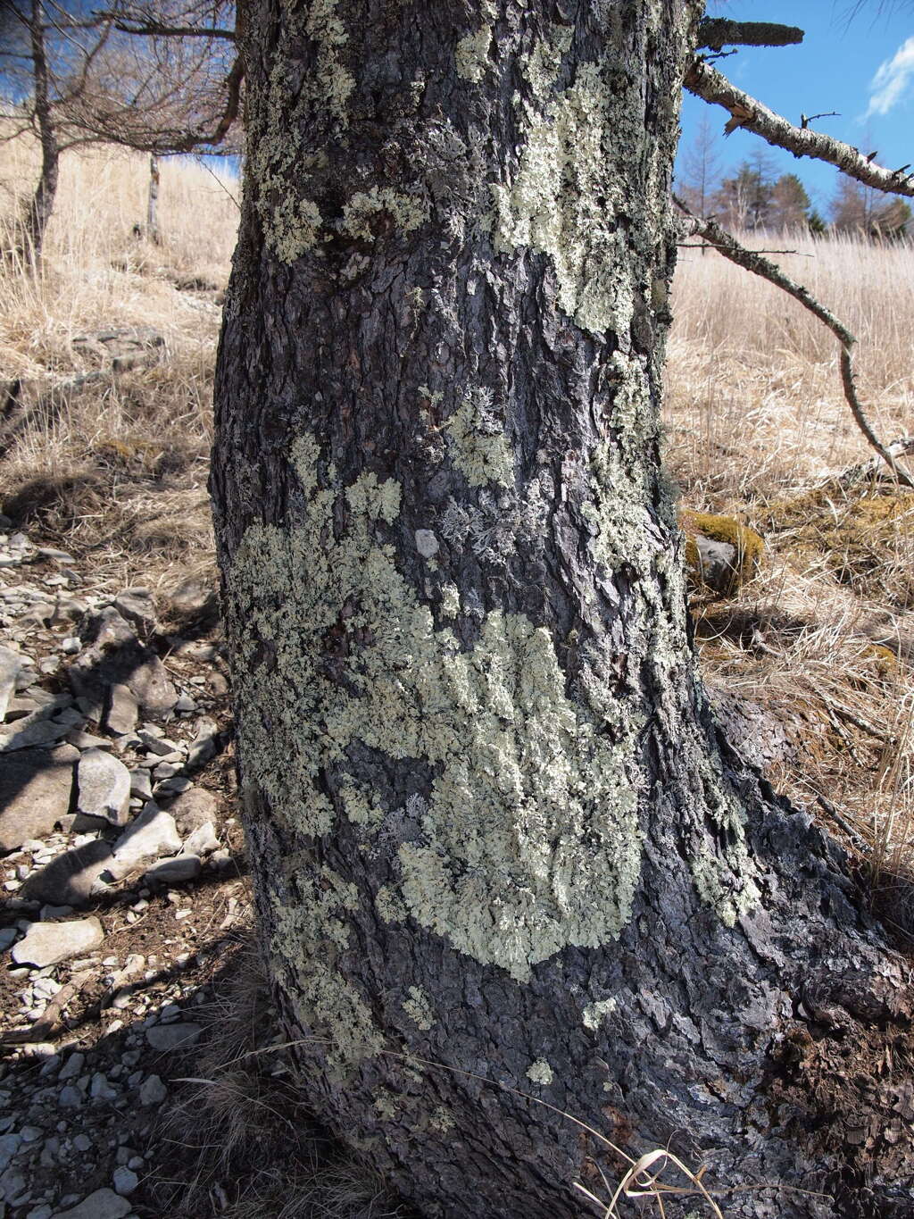 木の表面