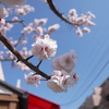 借景　ー紅梅①ー