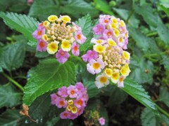 雨に濡れる紫陽花