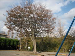 スナップ　公園