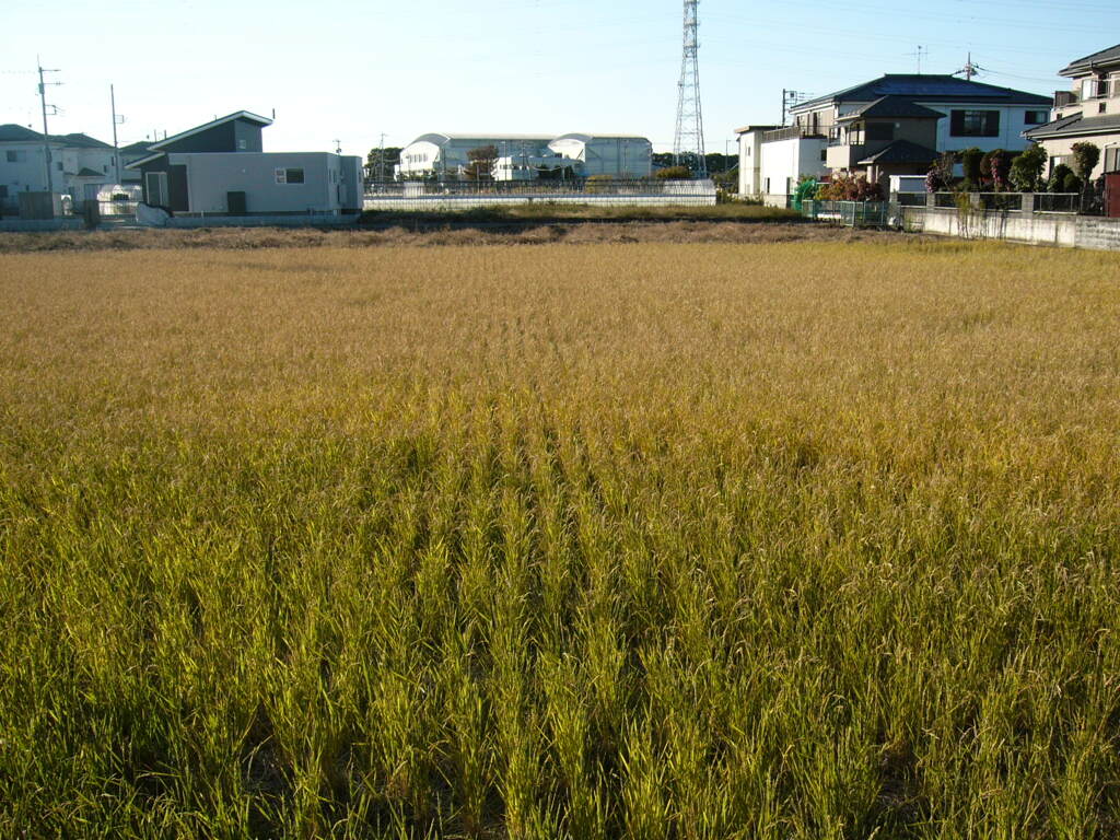 田んぼ